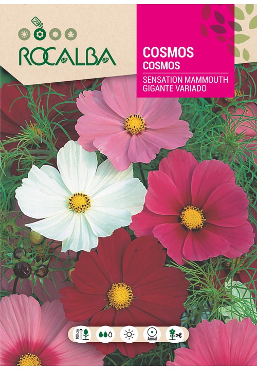 COSMOS SENSATION MAMMOUTH GIGANTE VARIADO
