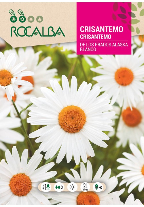 CRISANTEMO DE LOS PRADOS BLANCO