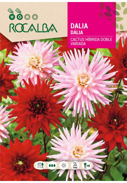 DÁLIA CACTUS HÍBRIDA DUPLA VARIADA