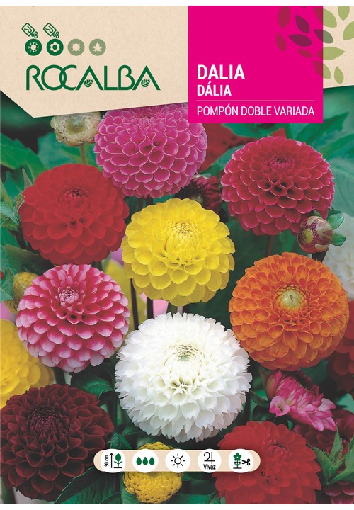 DÁLIA POMPOM DUPLA VARIADA