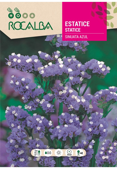 STATICE SINUATA AZUL
