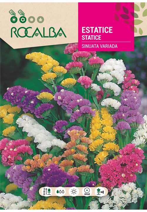 STATICE SINUATA VARIADO