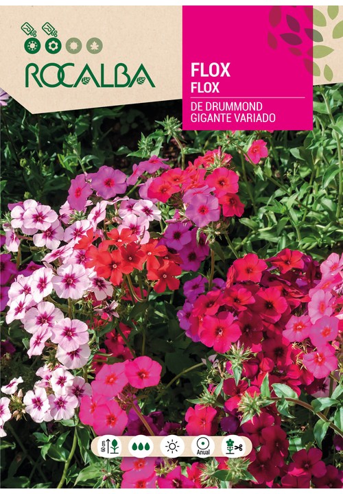 FLOX DE DRUMMOND GIGANTE VARIADO