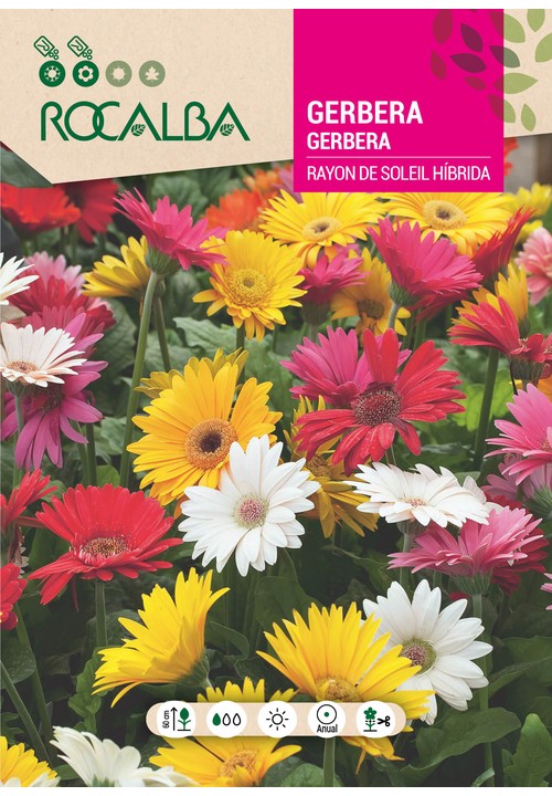 GERBERA HÍBRIDA RAYON DE SOLEIL