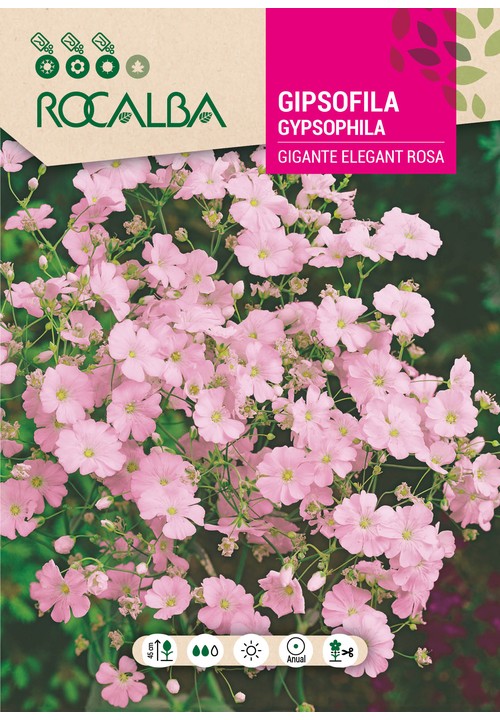 GYPSOPHILA GIGANTE ELEGANT ROSA