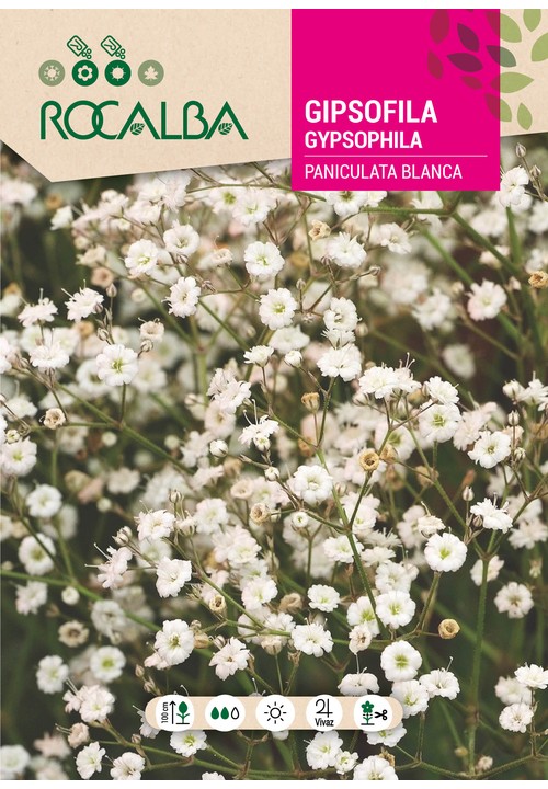 GYPSOPHILA PANICULATA BRANCA