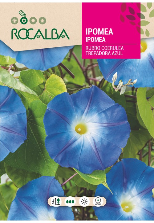 IPOMEA RUBRO COERULEA AZUL TREPADEIRA