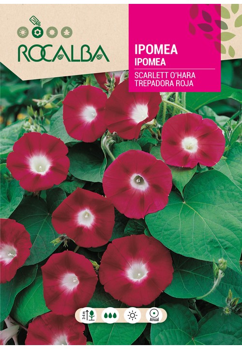 IPOMEA SCARLET O’HARA VERMELHA TREPADEIRA
