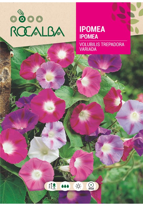 IPOMEA VOLUBILIS VARIADA