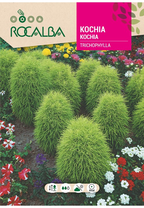 KOCHIA TRICOPHYLLA