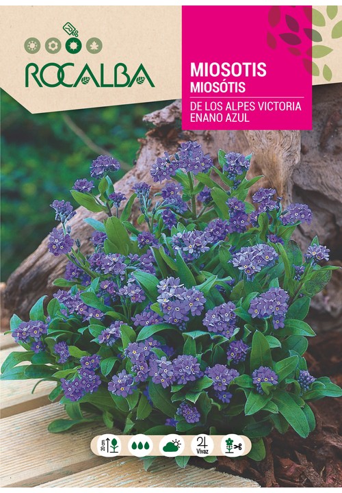 MIOSÓTIS DOS ALPES VICTORIA ANÃO AZUL