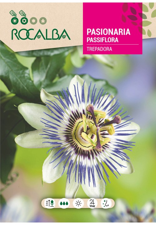 PASSIFLORA