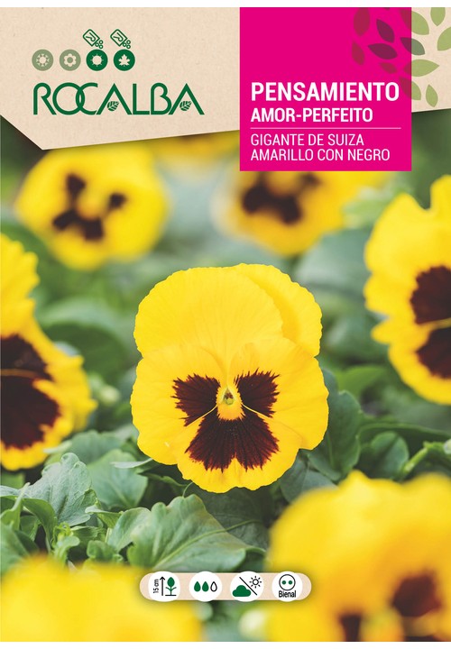 AMOR-PERFEITO GIGANTE DA SUIÇA AMARELO E PRETO
