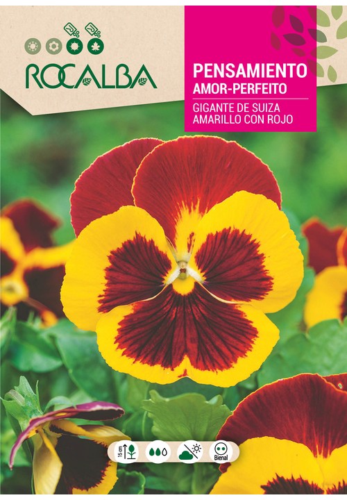 AMOR-PERFEITO GIGANTE DA SUIÇA AMARELO E VERMELHO