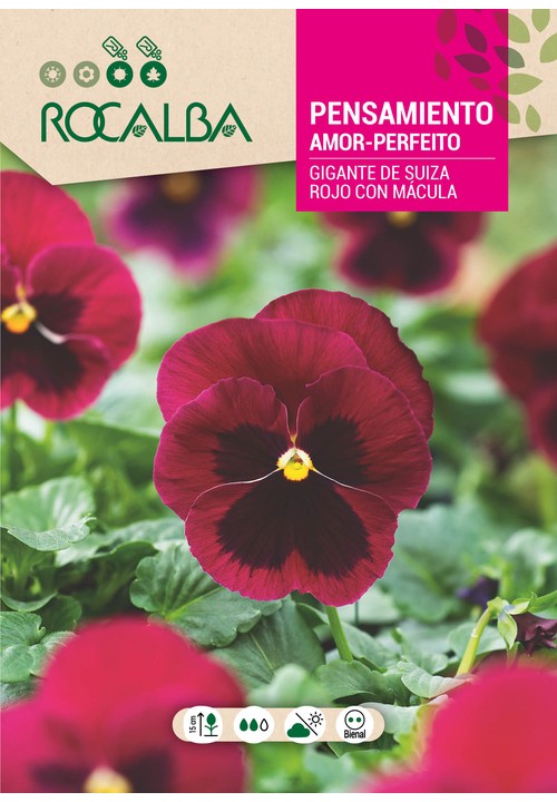 AMOR-PERFEITO GIGANTE DA SUIÇA VERMELHO COM MÁCULA