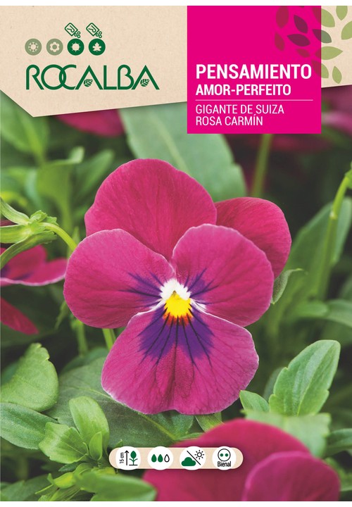 AMOR-PERFEITO GIGANTE DA SUIÇA ROSA CARMIN