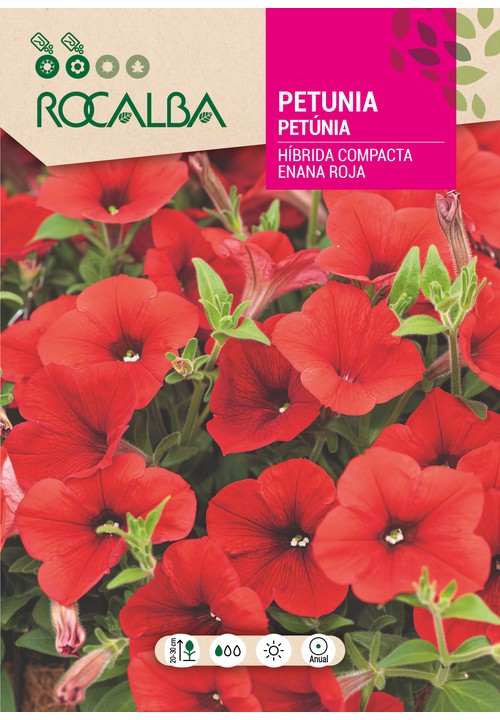 PETÚNIA HÍBRIDA COMPACTA ANÃ VERMELHO