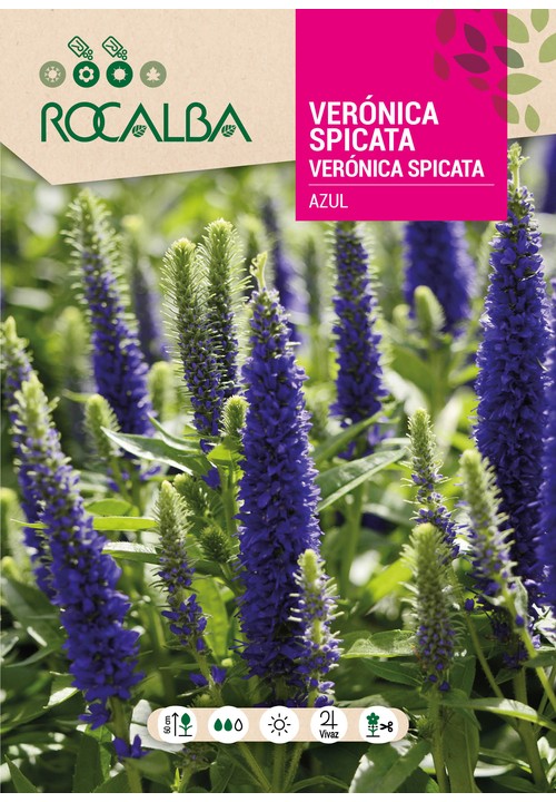 VERÓNICA SPICATA AZUL