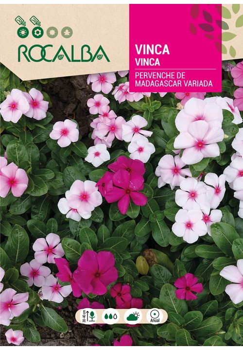VINCA PERVENCHE DE MAGASCAR VARIADA
