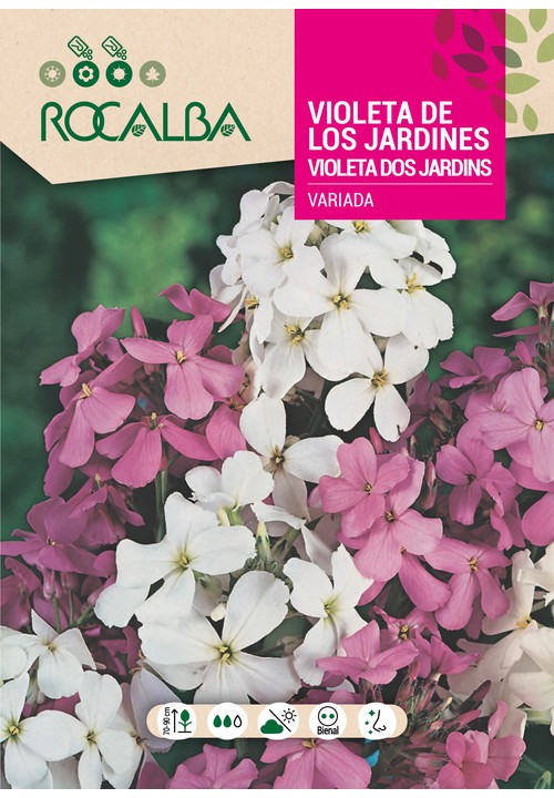 VIOLETA DOS JARDINS VARIADA