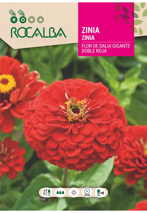 ZINIA GIGANTE DUPLA FLOR DE DALIA VERMELHA