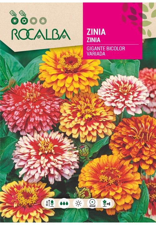 ZINIA GIGANTE BICOLOR VARIADA