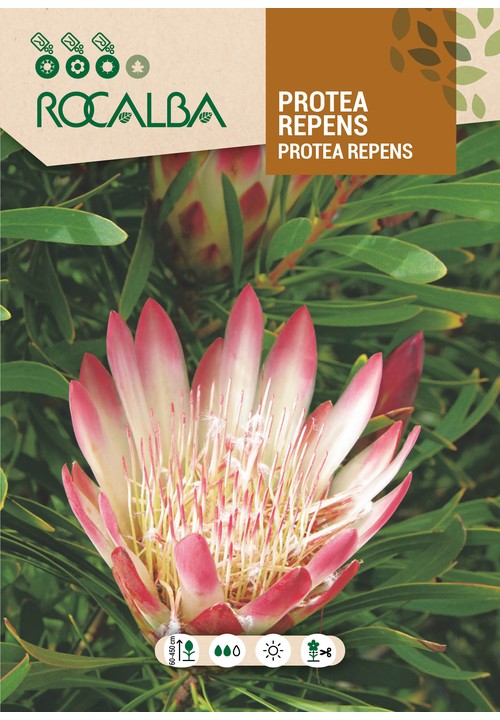 PROTEA REPENS