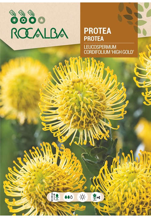 PROTEA LEUCOSPERMUM