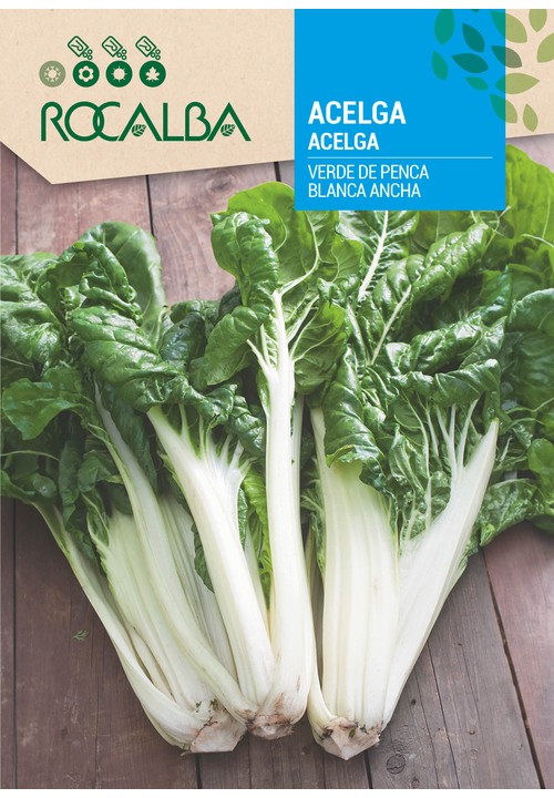 ACELGA VERDE DE PENCA BLANCA ANCHA