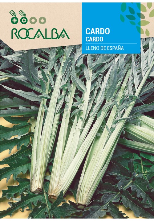 CARDO LLENO DE ESPAÑA