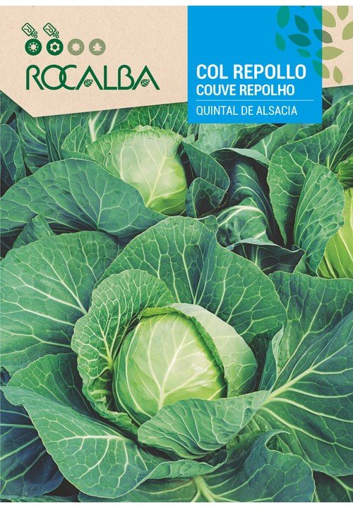 COUVE REPOLHO QUINTAL DE ALSACIA