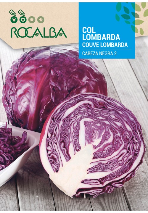 COUVE LOMBARDA CABEZA NEGRA 2