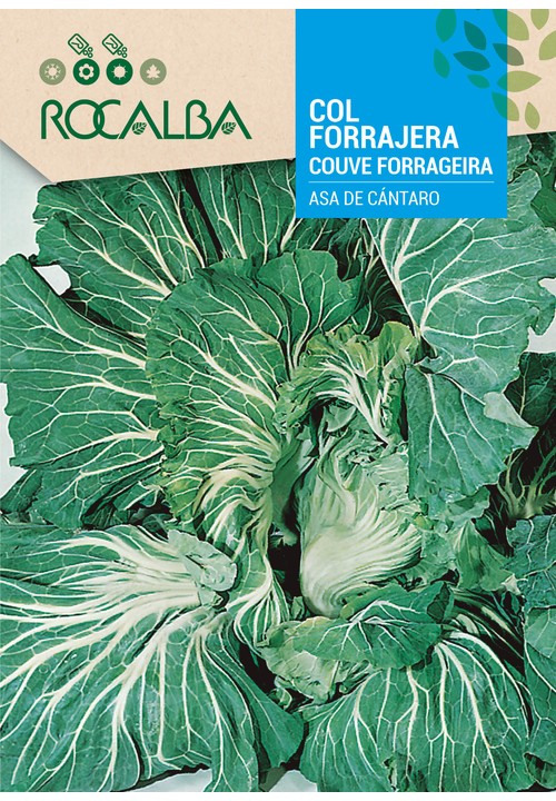 COUVE FORRAGEIRA ASA DE CÁNTARO