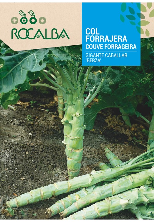 COUVE FORRAGEIRA GIGANTE CABALLAR 'BERZA'