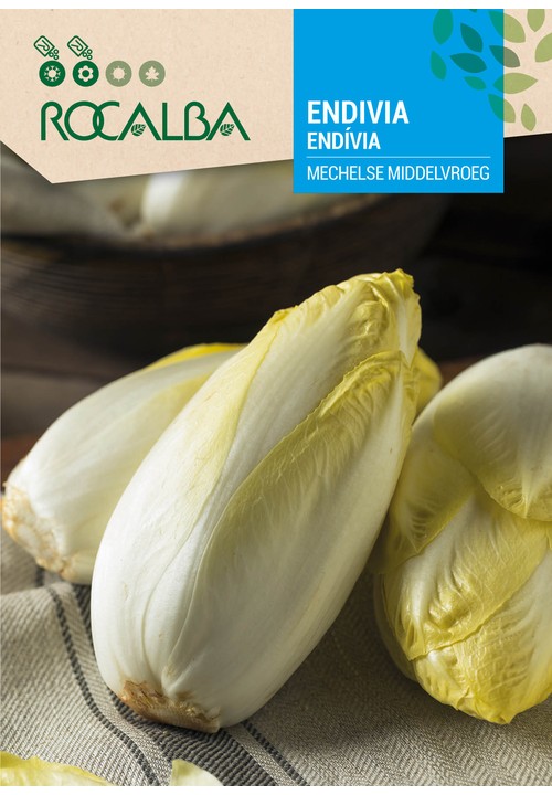 ENDÍVIA MECHELSE MIDDELVROEG