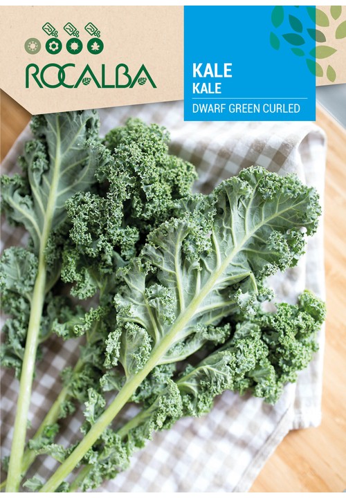 KALE DWARF GREEN CURLED