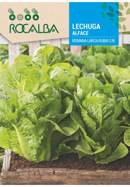 LETTUCE ROMANA LARGA RUBIA