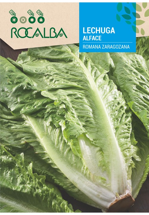 LETTUCE ROMANA ZARAGOZANA