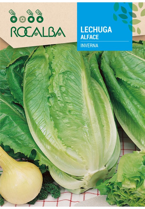 LETTUCE INVERNA