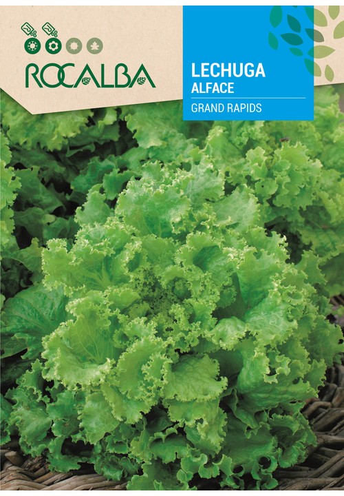 LETTUCE GRAND RAPIDS