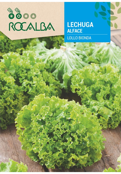 LETTUCE LOLLO BIONDA