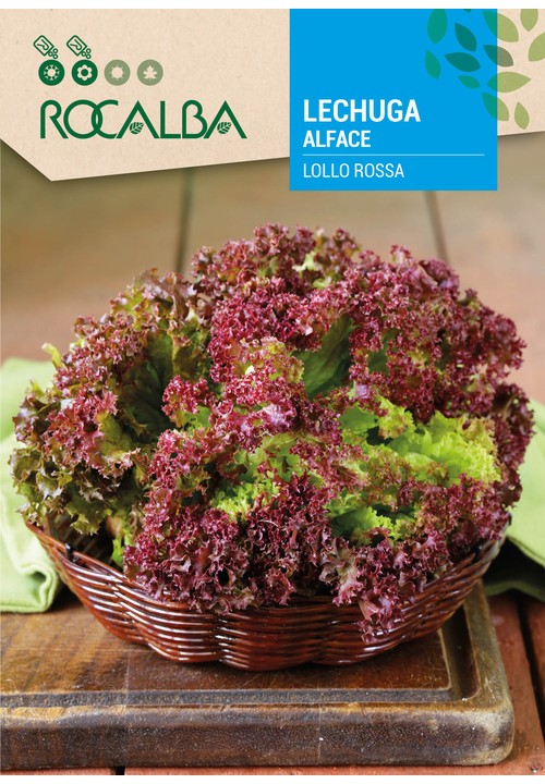 LETTUCE LOLLO ROSSA