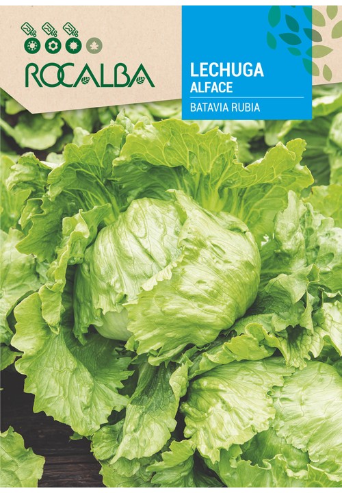 LETTUCE BATAVIA RUBIA
