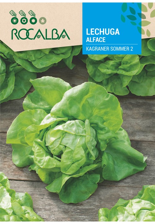 LETTUCE KAGRANER SOMMER 2