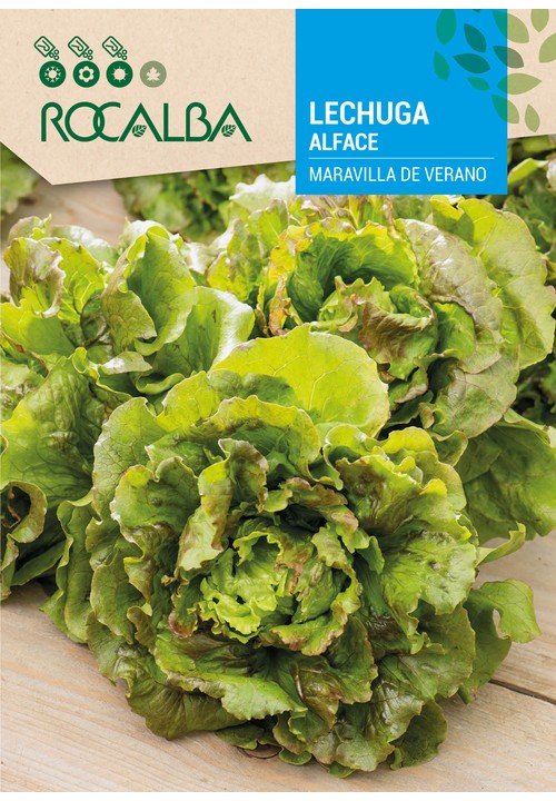 LETTUCE MARAVILLA DE VERANO
