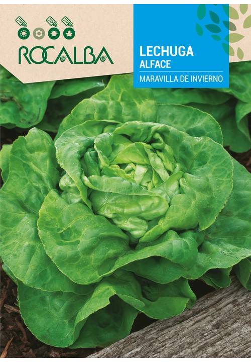 LETTUCE MARAVILLA DE INVIERNO