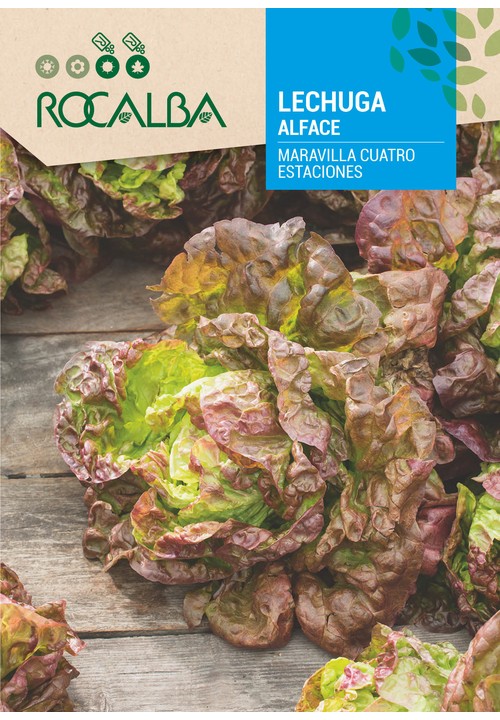 LETTUCE MARAVILLA CUATRO ESTACIONES