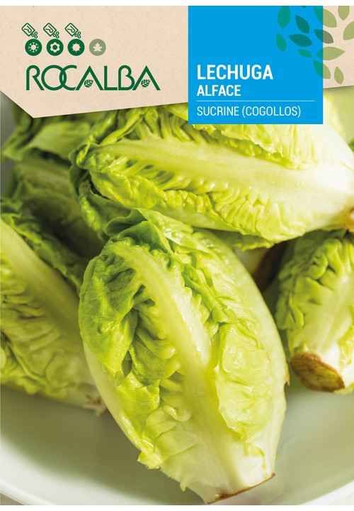 LETTUCE SUCRINE (COGOLLOS)