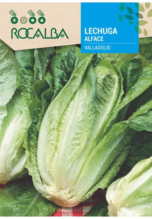 LETTUCE VALLADOLID