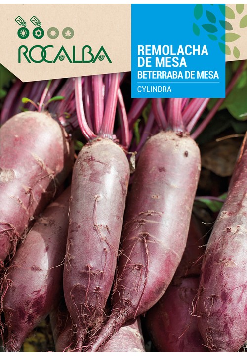 BETERRABA DE MESA CYLINDRA